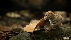 宠物猫最小的品种是什么 最小的猫