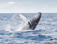 最大鲸鱼有多长有多重有多大 最大鲸鱼