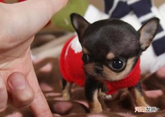 世界最小的狗狗品种 世界最小的狗是什么品种