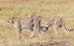 为什么猎豹跑得那么快 猎豹的速度