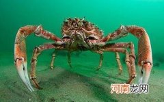 海底两万里巨型海蜘蛛长什么样子 巨型海蜘蛛