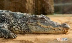 最大的鳄鱼是哪种鳄鱼 最大的鳄鱼