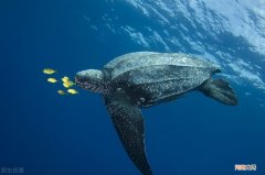 世界上最大的海龟有多大 最大的海龟