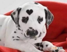 最丑的狗叫什么狗长什么样 什么狗最丑