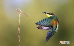 蜂鸟世界上最小的一种鸟 蜂鸟最小的鸟