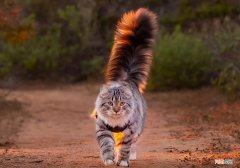 什么品种的猫最漂亮最好看 最好看的猫