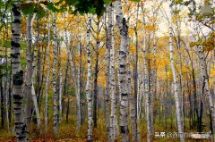 中国最硬的木头是什么木 最硬的木头