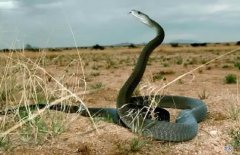 世界第一大毒蛇是什么蛇 世界第一毒蛇