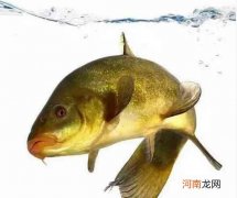 中国最昂贵鱼多少钱 最贵的鱼