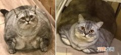 吉尼斯世界纪录最胖的猫 最胖的猫