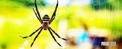 蜘蛛是脊椎动物吗