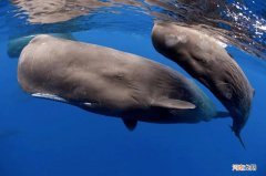 远古最大的鲸鱼是什么鲸 最大的鲸