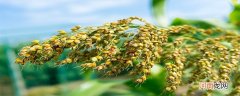 高粱是什么东西