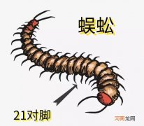 告诉我答案蜈蚣有多少只脚 蜈蚣有几只脚