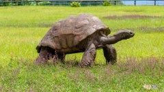 世界上最长寿的乌龟活了多少年 最长寿的乌龟