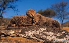 猎豹全速奔跑时速度有多快 猎豹最快速度