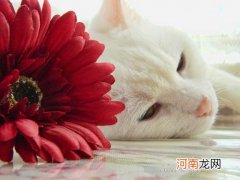 香港电视直播 香港一共有多少家电视台？