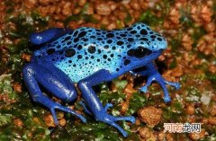 钴蓝箭毒蛙碰了会死吗 钴蓝箭毒蛙有多毒