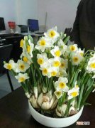 中国十大毒花有哪些 上古十大毒花