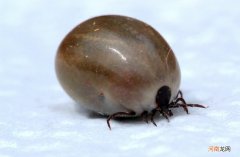 世界上最恐怖的虫子 世界上最吓人的虫子