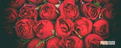 红玫瑰与粉玫瑰送人有区别吗