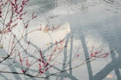 梅花和什么并称为岁寒三友 梅花和什么被称为岁寒三友