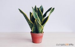 虎皮兰花几月份换盆最好 虎皮兰什么时候换盆最合适