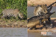 美洲黑熊 美洲豹和美洲黑熊谁历害？