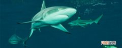 巨齿鲨灭绝了吗