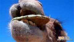 骆驼为什么能吃仙人掌不怕刺吗 骆驼吃仙人掌不怕刺吗