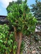 仙人掌什么时候开花结果过程记录 仙人掌什么时候结果