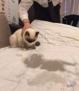 棉被芯被猫尿了怎么处理 猫尿过的棉被怎么处理