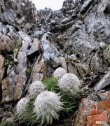 世界上最珍贵的植物排行榜 世界上最珍稀的五种植物