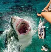 沧龙能打败巨齿鲨吗 巨齿鲨和沧龙谁厉害