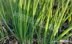 大葱的种植方法和时间 葱什么时候种最合适