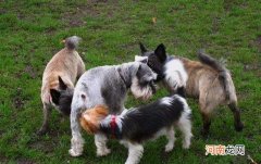 为什么狗狗一见面就要闻屁股 狗狗见面为什么先闻屁股