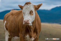 在农村养十头牛的成本和利润多少 养10头牛一年利润多少