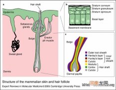 如何区分正常掉发和脱发 怎样鉴定自己在脱发