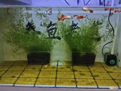 如何清理鱼缸里的粪便 鱼缸中鱼屎的清理妙招