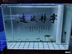 鱼缸水变绿最快处理方法 鱼缸绿水变清小窍门