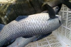 钓大青鱼用什么饵料好钓 钓青鱼用什么饵料最好