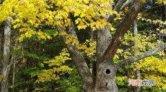 立秋意味着什么意思 立秋的含义是什么意思