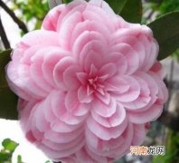 前十种最名贵茶花 十种最名贵茶花排列