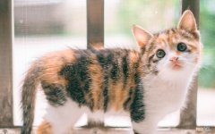 汉乐府怎么读 汉乐府有什么样的重要意义？