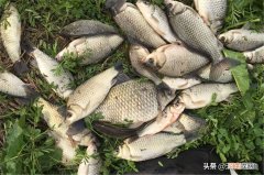 春季天冷钓鱼钓深还是浅 春天钓鱼钓深水还是浅水