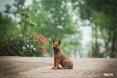 猫不能死在自家什么原因 猫为什么不能死在家里