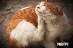 有什么小妙方灭跳蚤彻底 灭跳蚤最有效的方法