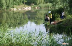 农村水塘里的小鱼是什么品种 河里常见的小鱼品种