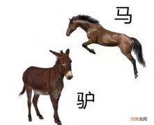 马和驴和骡子区别在哪里 驴和马的区别是什么