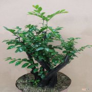 小叶紫檀花卉养护方法与管理 小叶紫檀盆景怎么养